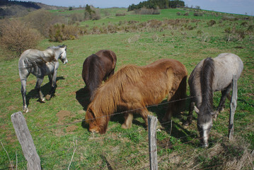 Fototapeta premium chevaux rustiques dans leur pré. Auvergne - Puy-de-dome