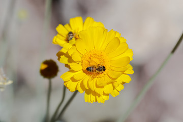 Bee gathering pollen from a bright yellow flower Arizona's Sonoran desert. 2nd bee on another flower immediatedly behind in the background.