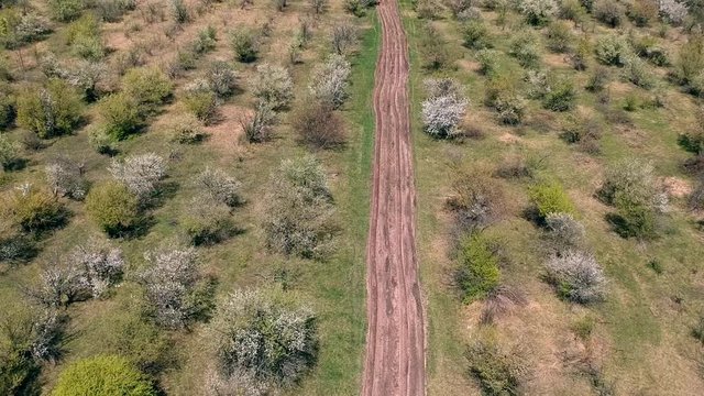 Aerial footage of cherry fields at the spring  