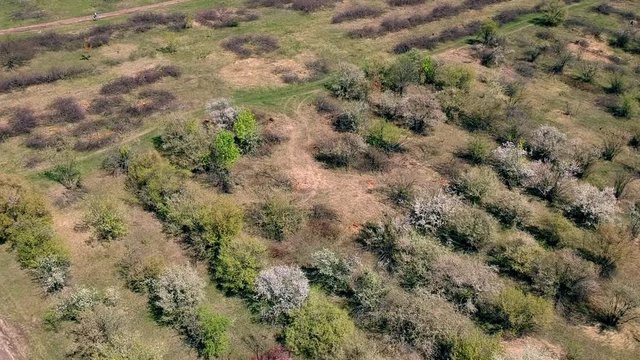 Aerial footage of cherry fields at the spring  