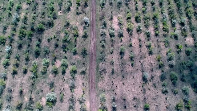 Aerial footage of cherry fields at the spring  