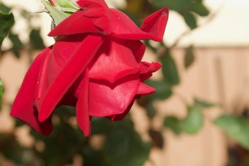 Roses - Santa Rosa, California is the largest city in California's Redwood Empire, Wine Country and the North Bay.