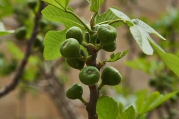 Figs fruit on the branch of a fig tree with green leaves, close-up