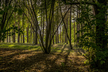 Naklejka premium Forest shadows