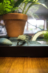 Axolotl (Captive)