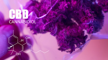 CBD and THC as Medicine. Physical Dependence on Cannabis