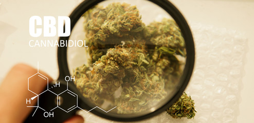 medical buds of marijuana close-up