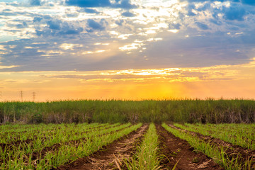 Fototapeta na wymiar Sugar cane sunset plantation beautiful