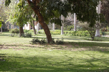 General view of tree branches