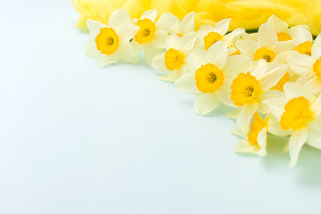 Daffodil spring flowers with yellow textile decoration on blue pastel background with copy space.