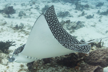 Spotted Eagle Ray