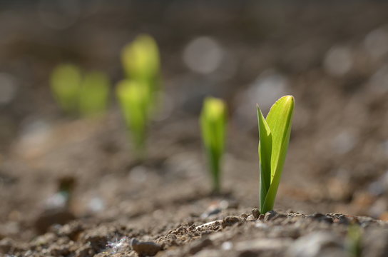 Young corn saplings growing from the dirt on a field