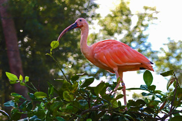 Pink Ibis