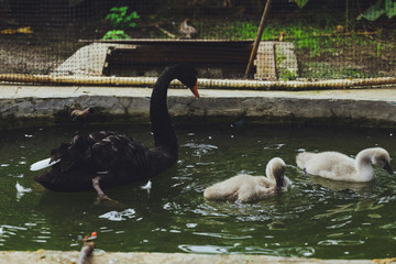 Bird black swan