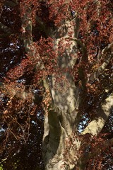 Beech tree, spring beech leaf and twig, spring scene, reflections and rays of the sun in the beech tree crown.