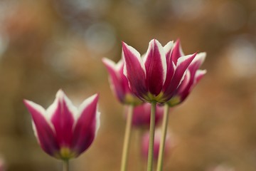Fototapeta premium Spring tulip flower, floral background, spring scene.
