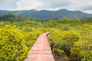 View of the mangrove forest.