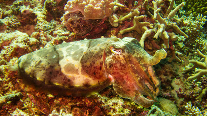 Tauchen, Sommer, Urlaub, Meer, Unterwasser