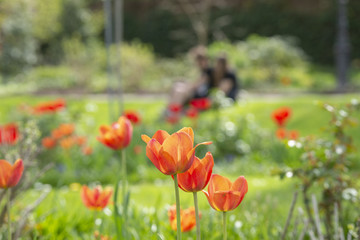 Im Hintergrund ein Paar und davor von der Sonne durchleuchtete orangene Tulpen im Park