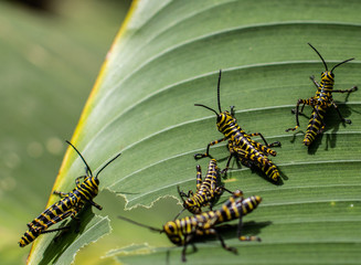 caterpillar leaf Costa Rica