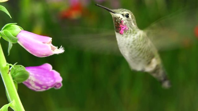 Hummingbird and ant on two foxgloves