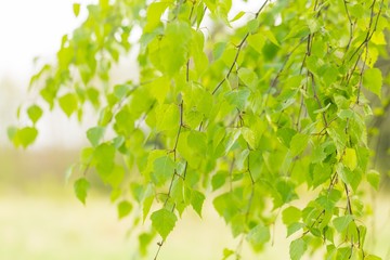Fototapeta na wymiar Close up of fresh birch leaves in springtime