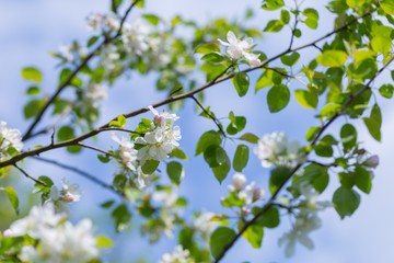 Bloooming apple tree branches.