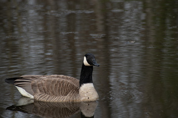 Obraz premium Goose on a Lake