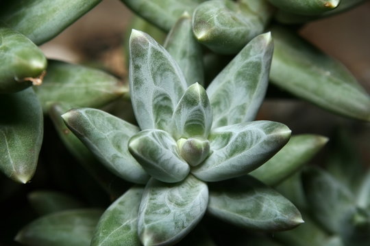 Pachyphytum compactum succulent