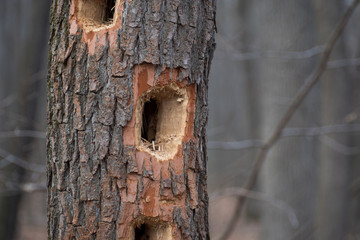 Woodpecker Hole