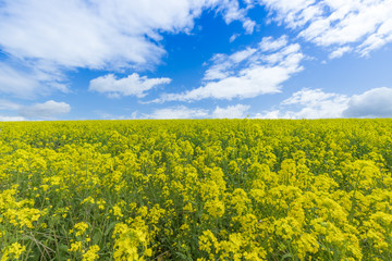 Obraz premium 菜の花畑と青い空