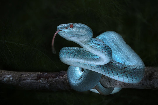Snake - Viper - Reptile Series