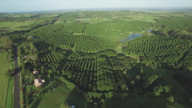Forward flight towards Macadamia Farm near Brooklet, New South Wales, Australia