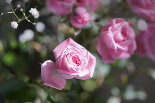 Rose