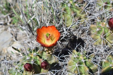 cactus close up with orange flowers in the desert