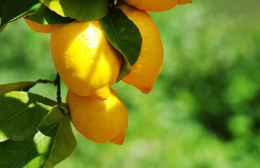 Ripe Lemons hanging on a lemon tree, green background
