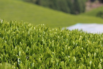 和束町　茶源郷の茶畑