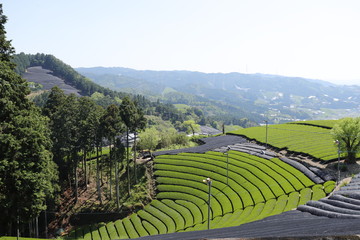 Fototapeta na wymiar 和束町　茶源郷の茶畑