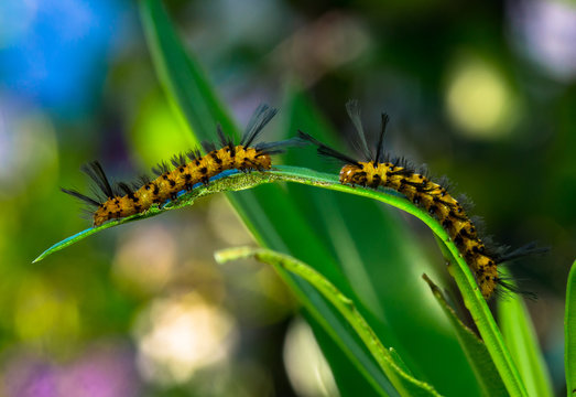 Caterpillar Conversations
