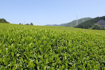和束町　茶源郷の茶畑