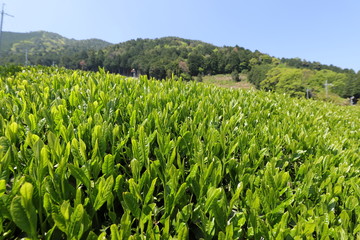 和束町　茶源郷の茶畑