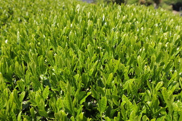 和束町　茶源郷の茶畑