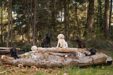 Six puppies on a log in the forest