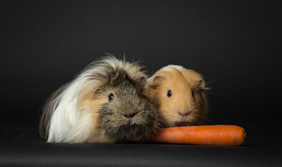 2 guinea pigs and a carrot