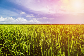 Rice Field Landscape, Paddy Field Landscape