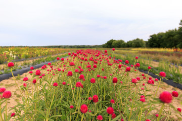 Small red flowers in a row at a flower farm