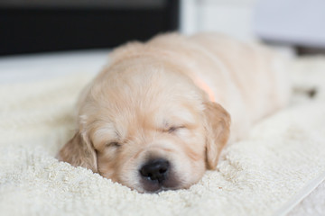 Portrait of cute sleeping golden retriever puppy on the blanket. Lovely one month old baby boy breed golden retriever