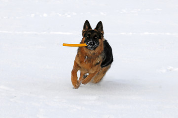 Deutscher Schäferhund, 12 Monate, Schwäbisch Gmünd, Baden Württemberg, Deutschland, Europa