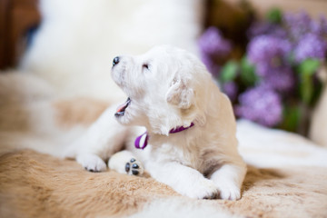 Close-up of one week old maremma puppy lying on the cow's fur. Profile Portrait of Cute white puppy with purple ribbon saying his first woof to new world on a lilac flowers background