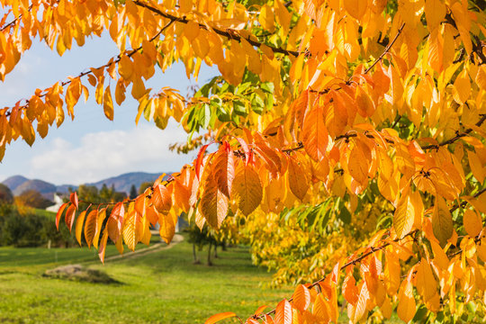 Golden Autumn Scene With Falling Leaves And Blue Sky